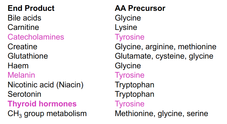 <p>Amino Acid as Precursors</p>