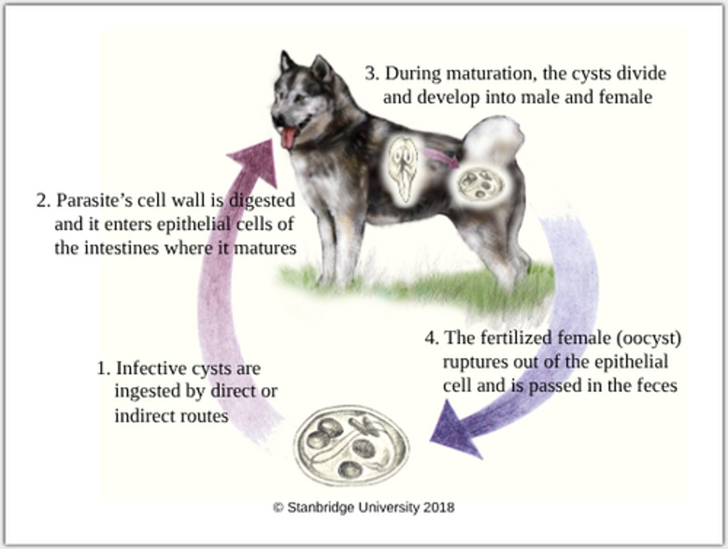 knowt flashcard image