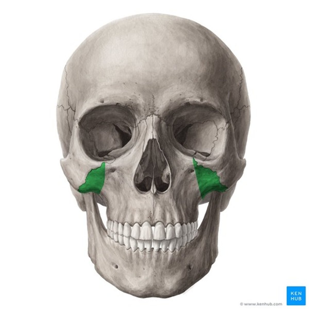 <p>articulates with zygomatic bone</p>