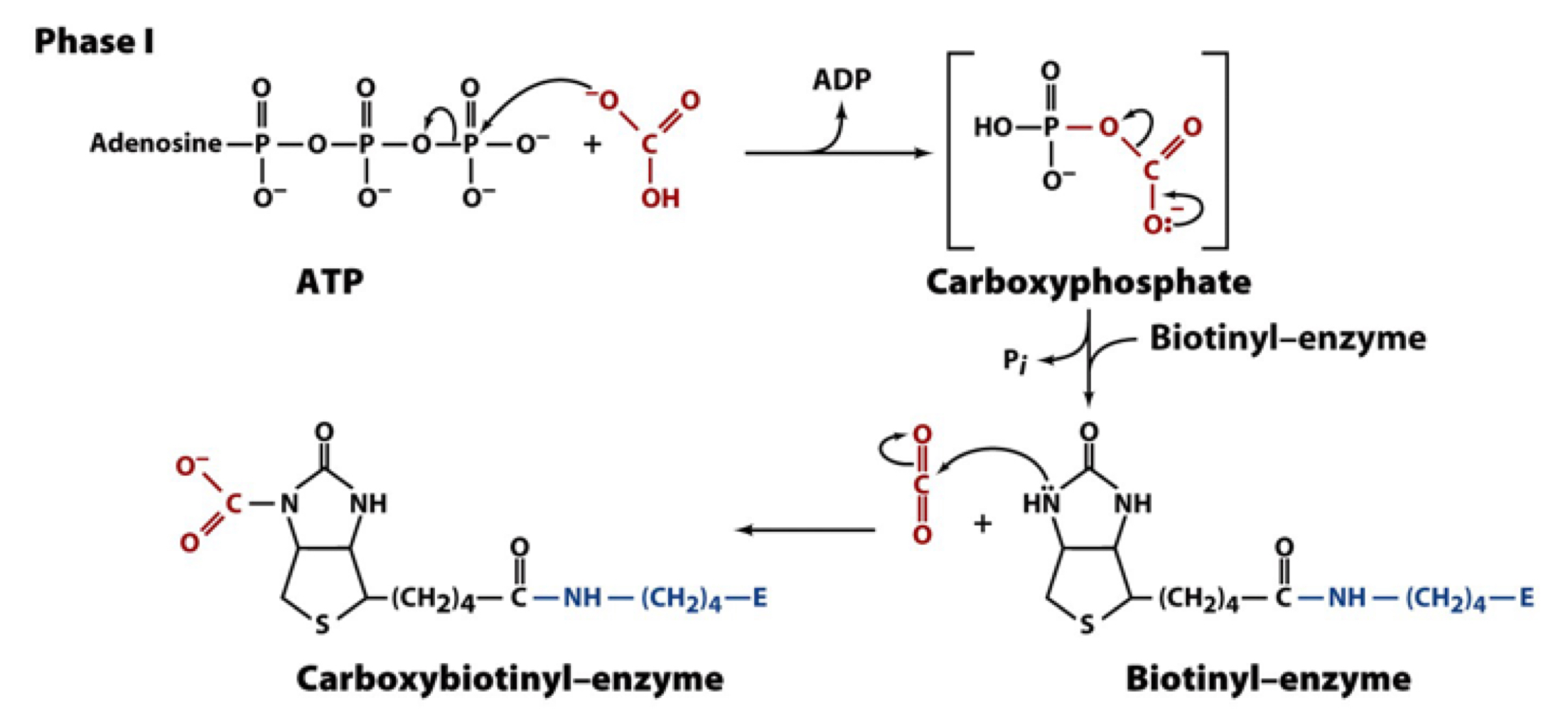 cleavage of ATP drives formation of a carboxyphosphate intermediate. transfer of the CO2 group to biotin is exergonic (favorable)

this forms an activated biotin-bound carboxyl group that is a better donor than free bicarbonate 