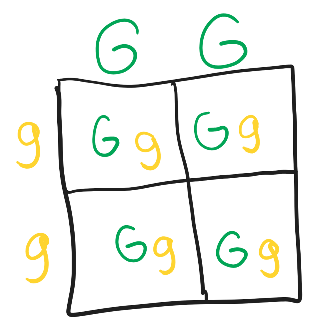 <ul><li><p>Here is a monohybrid cross for when a parent with the genotype GG (green pod) is crossed with a parent with the genotype gg (yellow pod). </p></li><li><p>Draw a monohybrid cross for when two of the offspring are crossed. </p></li><li><p>Describe the genotypes, and phenotypes, of the new offspring (F2 generation).</p></li></ul><p></p><p></p>
