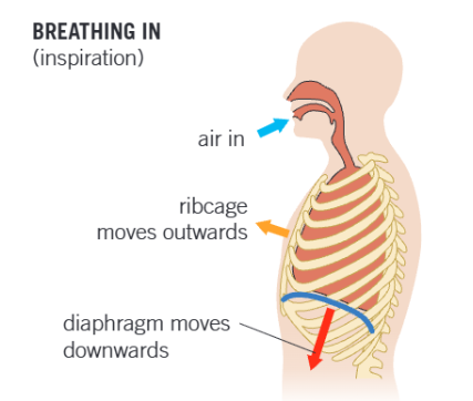 <p>breathing inn is an active process that uses energy</p><ul><li><p>the external intercostal msucles contract, while the internal intercostal muscles relax</p></li><li><p>the ribs are pulled upwards and outwards increasing the volume of the thorax</p></li><li><p>the diaphragm muscles contract causing it to flatten,further increasing the volume of the thorax</p></li><li><p>the increased volume of the thorax results in reduced pressure of the lungs</p></li><li><p>atmospheric pressure is now greater than pulmonary pressure so air is forced into the lungs</p></li></ul><p></p>
