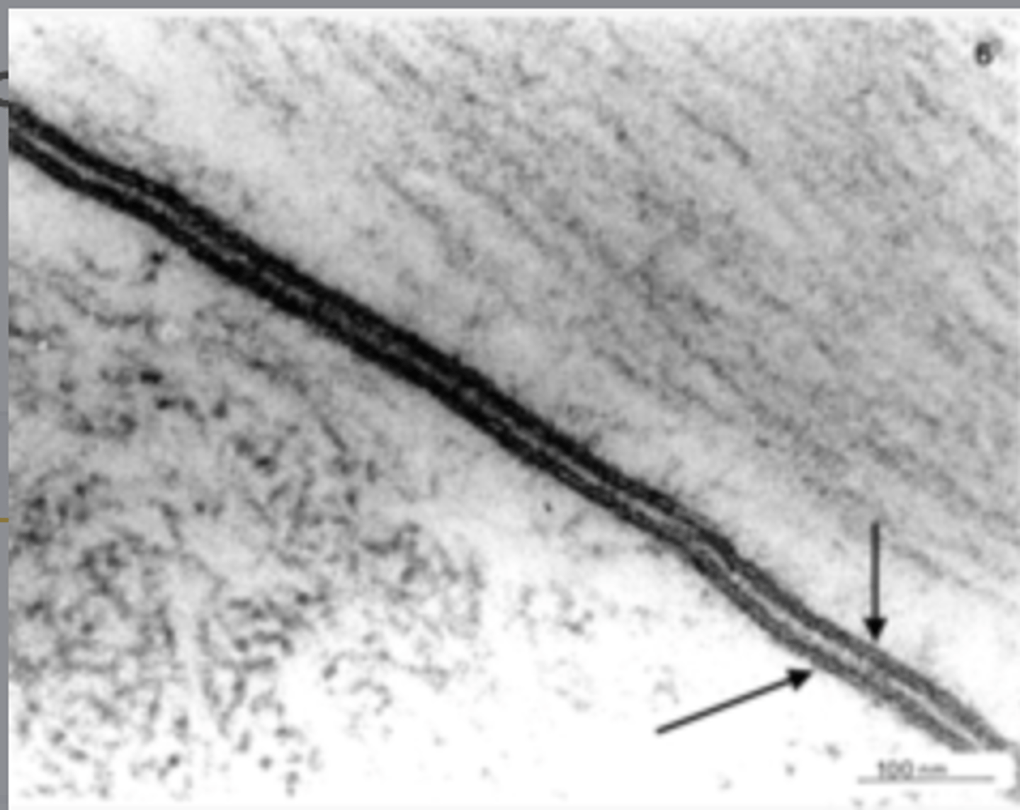 <p>Identify the specific structure</p>