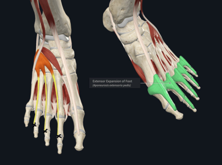 <p>Insertion: extensor digitorum brevis</p>