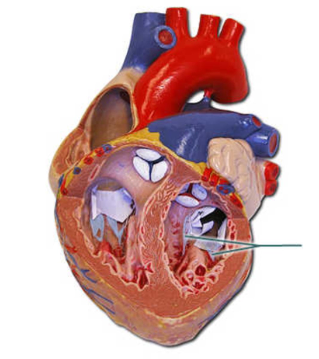 <p>chordae tendineae</p>