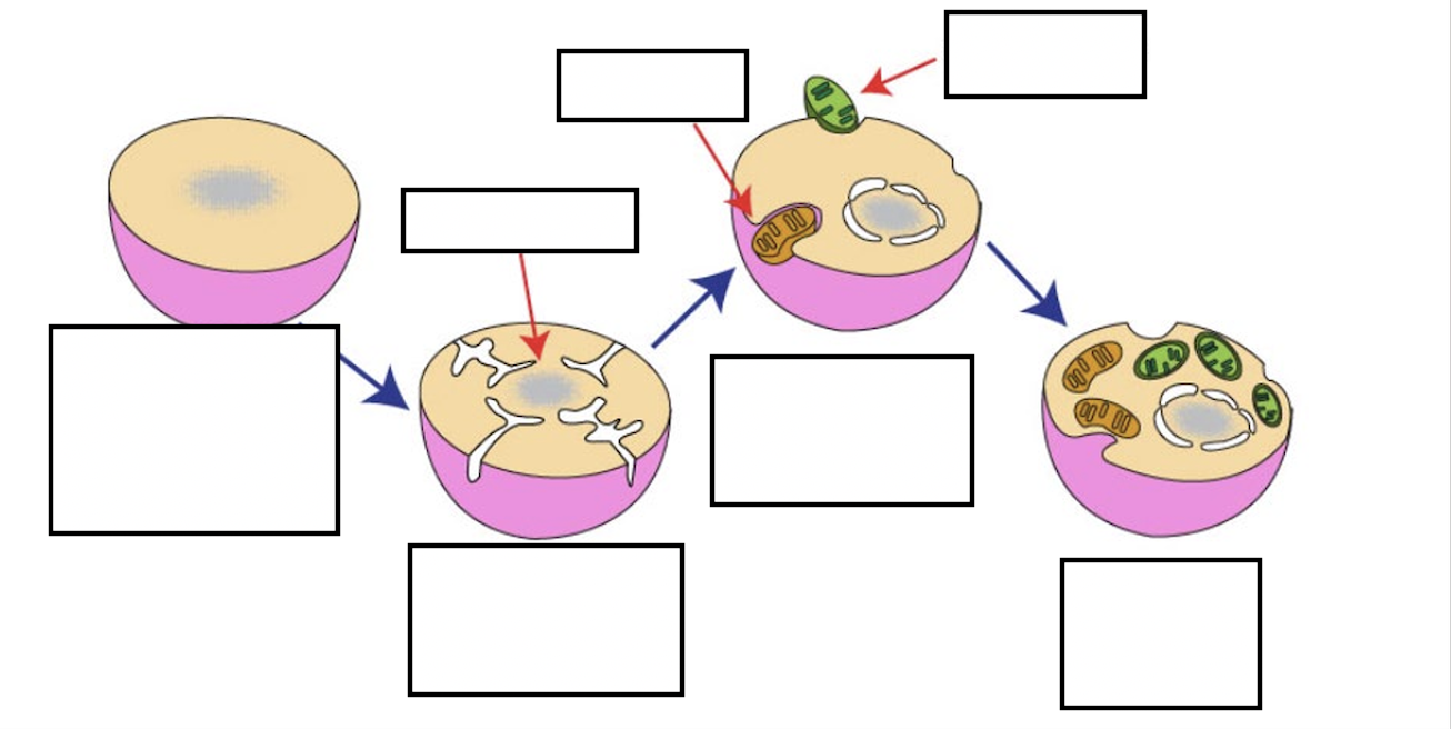 <p>(Modern Cell Theory & Endosymbiotic Theory) Label the steps of the ENDOSYMBIOTIC THEORY.</p>