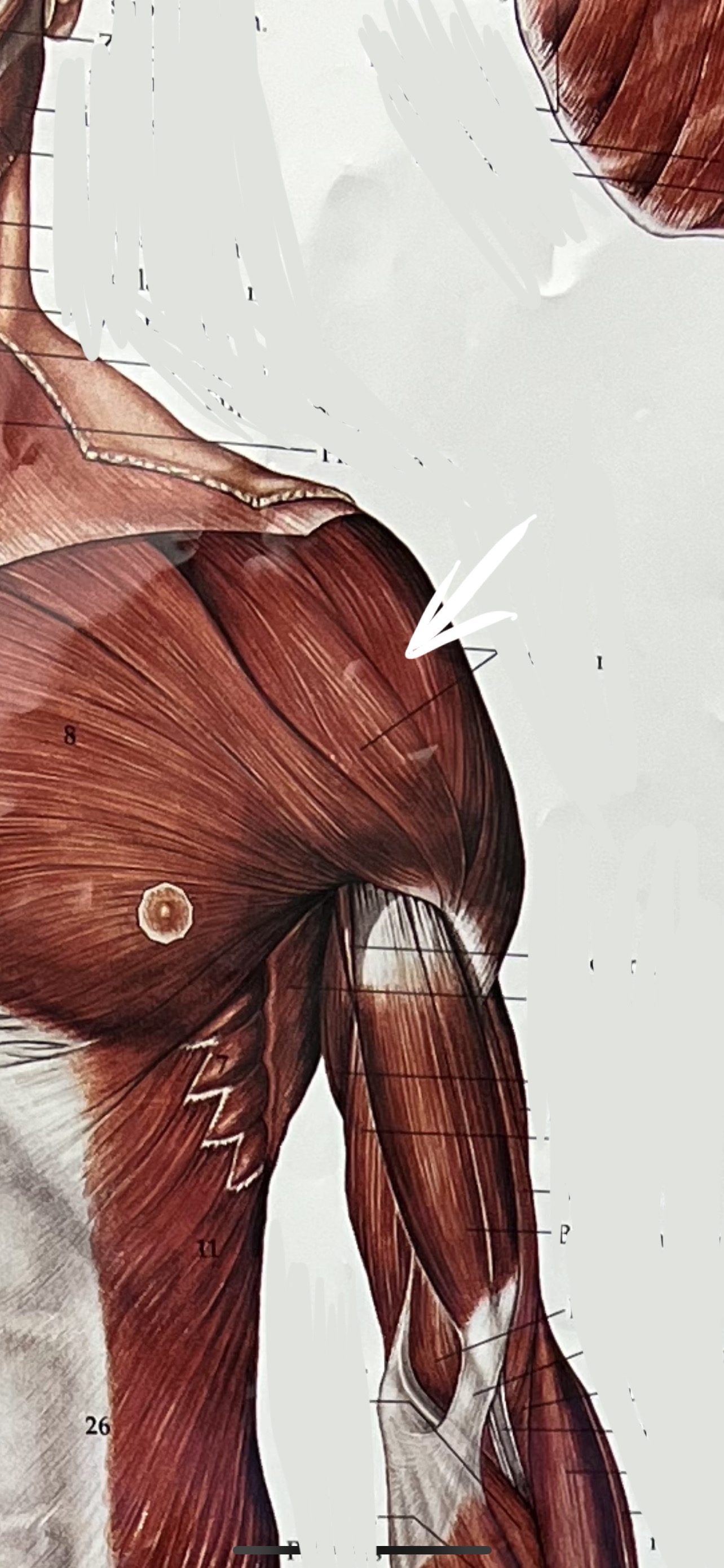 What muscle?