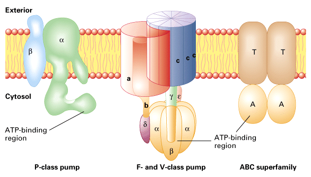 <ul><li><p>P-klasse</p><ul><li><p>pompen ionen</p><p></p></li></ul></li><li><p>F- en V-klasse</p><ul><li><p>pompen protonen</p><p></p></li></ul></li><li><p>ABC-klasse</p><ul><li><p>pompen macromoleculen</p></li></ul></li></ul><p></p>