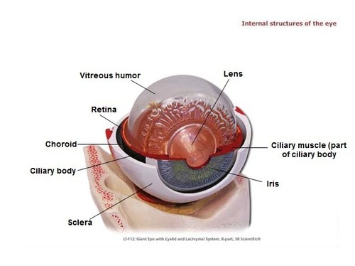 middle layer - vascular 
- ciliary body 
- iris 
- tapetum 
- contains pigments, smooth muscle, and blood vessels