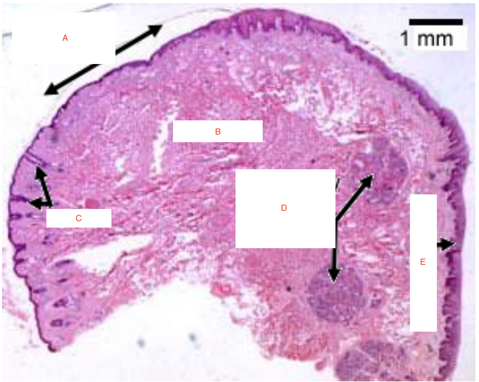 term image