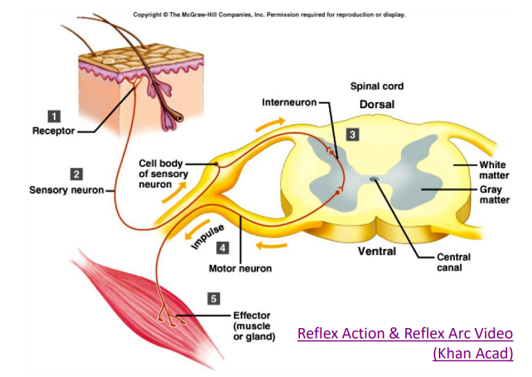 <p>(1) a <strong>recepto</strong>r, a sense organ in the skin, muscle, or other organ which detects the stimuli; </p><p>(2) an afferent neuron, or <strong>sensory neuron</strong>, which carries impulses toward the central nervous system; </p><p>(3) a <strong>relay neuron</strong> at the <strong>central nervous system (Brain and Spinal Cord)</strong> where stimuli are perceived and interpreted; </p><p>(4) the efferent neuron, or<strong> motor neuron</strong>, which carry impulses from the CNS to <strong>effectors, such as muscles or glands.</strong></p>