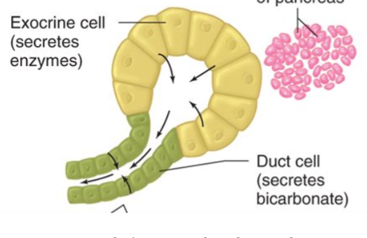 <p>Very similar to salivary ducts. Acinar cells produce and secrete digestive enzymes. Duct cells secrete H2O and HCO3. Pancreatic juices secreted = <strong>Isotonic solution </strong>(Na/K same concentration as blood), High in bicarbonate, high in digestive enzymes, low Cl</p>