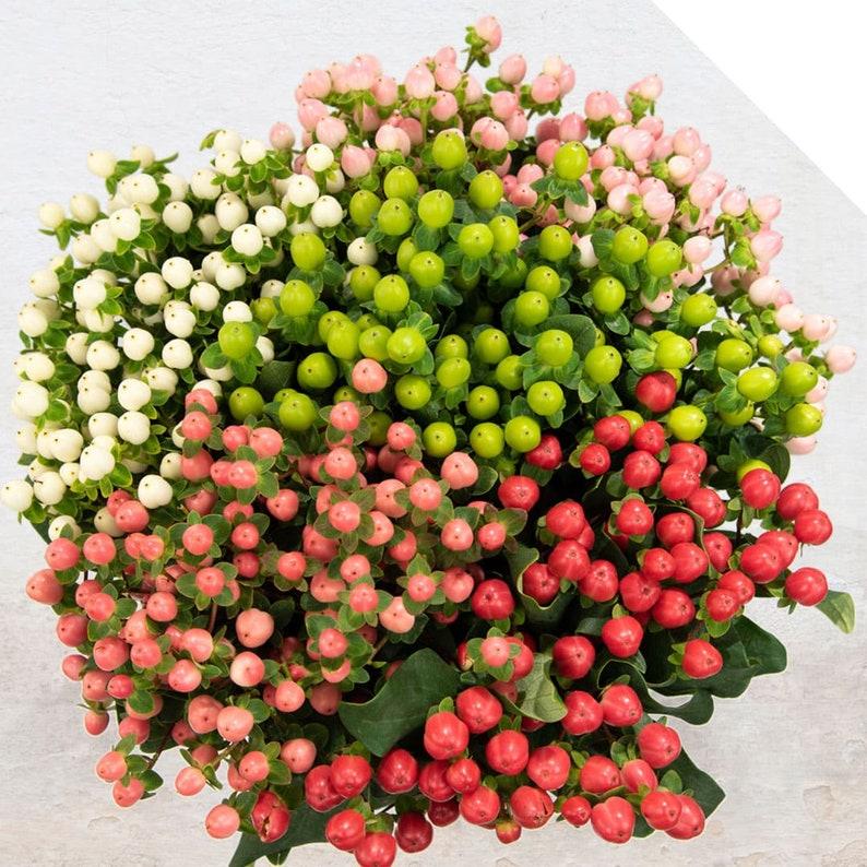 <p>St. John’s wort</p>