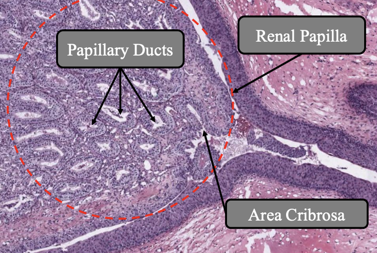 <p><strong><u>Location:</u> </strong><span style="color: green"><strong>Cortical</strong></span><strong> </strong>and <span style="color: green"><strong>medullary renal parenchyma</strong></span></p><p><strong><u>What merges with CD:</u> </strong><span style="color: green"><strong>Short, arched collecting tubules</strong></span></p><p><strong><u>One CD drained from:</u> </strong><span style="color: green"><strong>10 nephrons</strong></span></p><p><strong><u>Grouped in:</u> </strong><span style="color: green"><strong>Parallel straight </strong></span></p><ul><li><p><strong><u>Forms:</u> </strong><span style="color: green"><strong>Medullary rays</strong></span></p></li></ul><p><strong><u>CD merge to:</u> </strong><span style="color: green"><strong>Papillary ducts</strong></span></p><p><strong><u>CD empty into:</u> </strong><span style="color: green"><strong>Renal papilla</strong></span></p><p><strong><u>Epithelium in cortex:</u> </strong><span style="color: green"><strong>Cubodial</strong></span><strong> </strong></p><p><strong><u>Epithelium in medulla:</u> </strong><span style="color: green"><strong>Columnar</strong></span></p><p><strong><u>Nucleus:</u> </strong><span style="color: green"><strong>Centrally located</strong></span></p><p><strong><u>Cytoplasm:</u> </strong><span style="color: green"><strong>Pale</strong></span></p><p><strong><u>Structures located in older animals:</u> </strong><span style="color: green"><strong>Lipid droplets</strong></span></p><p><strong><u>Organelle located in equine:</u> </strong><span style="color: green"><strong>Goblet cells</strong></span></p><p><strong><u>Expresses:</u> </strong><span style="color: green"><strong>ADH receptors </strong></span></p><p></p>