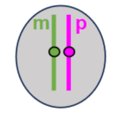 <p>Identify the type of chromosome and the stage of the cell cycle:</p>