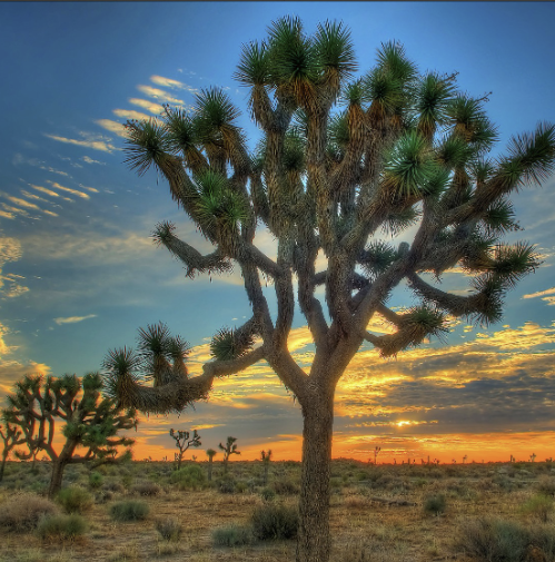 <p>Dominant plant of Mojave (1/2)</p><ul><li><p><em>Yucca brevifolia</em></p></li><li><p>dominant at lower elevations</p></li></ul><p></p>