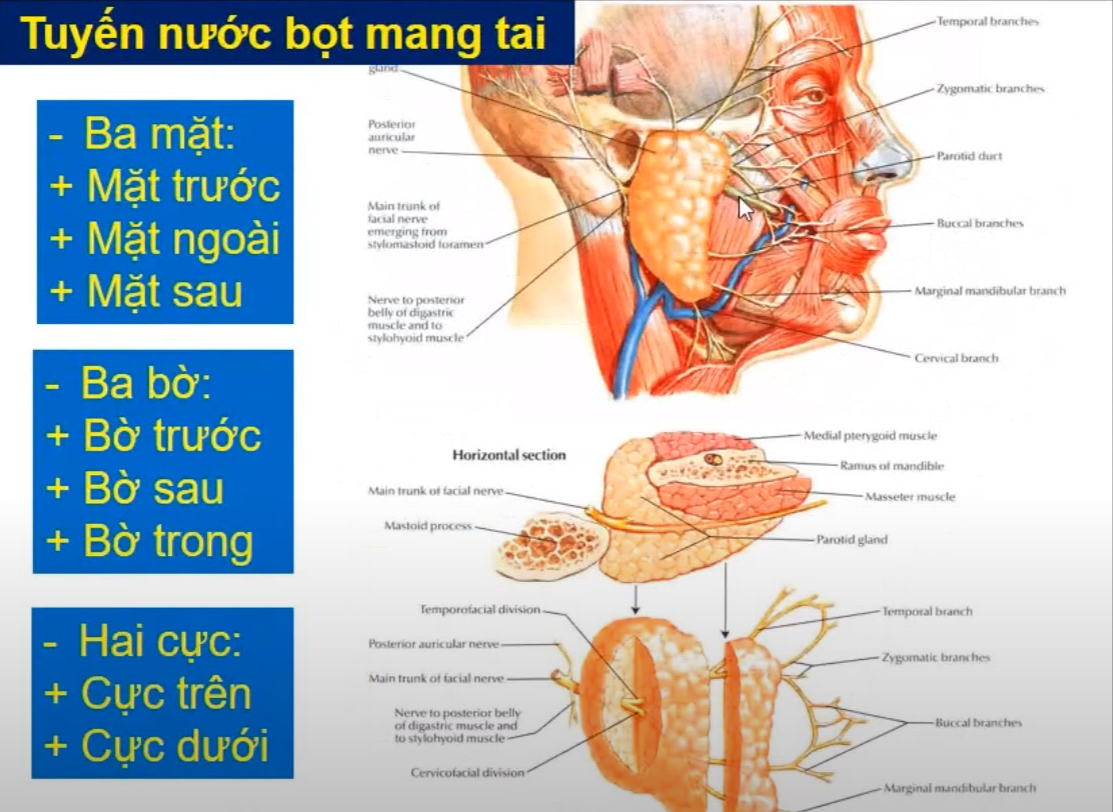 <p>Dây TK nào sau đây phân chia <span style="color: blue"><strong>tuyến nước bọt mang tai </strong></span>thành 2 phần: nông và sâu</p>