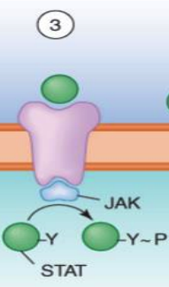 **Signaling Mechanisms:**