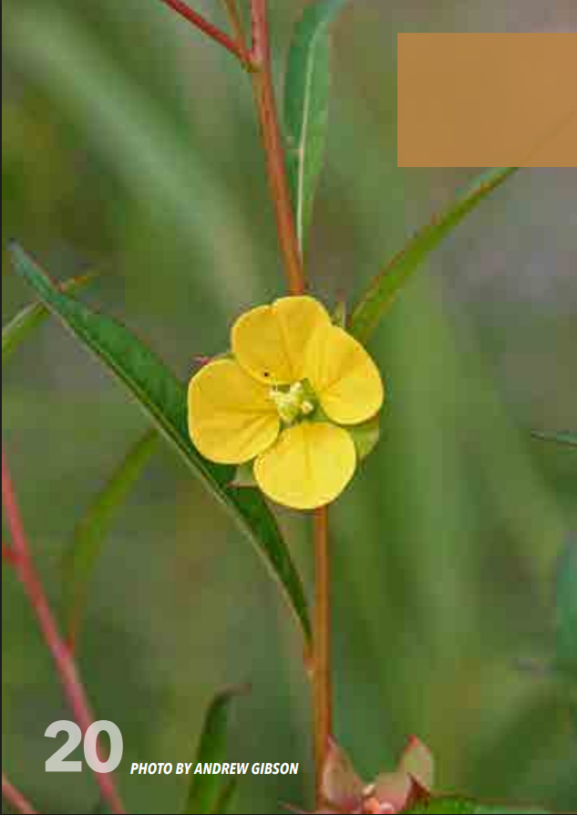 <p>Loosestrife; Lythraceae</p>