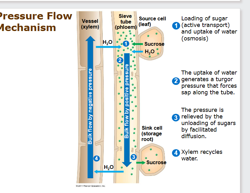 <ol><li><p class="ds-markdown-paragraph"><strong><span>At the Source:</span></strong><span> Sucrose is actively loaded into sieve-tube elements.</span></p></li><li><p class="ds-markdown-paragraph"><span>This high solute concentration causes water to enter from the xylem by osmosis, creating </span><strong><span>high pressure</span></strong><span>.</span></p></li><li><p class="ds-markdown-paragraph"><strong><span>At the Sink:</span></strong><span> Sucrose is unloaded for use or storage.</span></p></li><li><p class="ds-markdown-paragraph"><span>This low solute concentration causes water to leave the phloem by osmosis, creating </span><strong><span>low pressure</span></strong><span>.</span></p></li><li><p class="ds-markdown-paragraph"><span>Sap </span><strong><span>flows bulk flow</span></strong><span> from the high-pressure area (source) to the low-pressure area (sink).</span></p></li></ol><p></p>