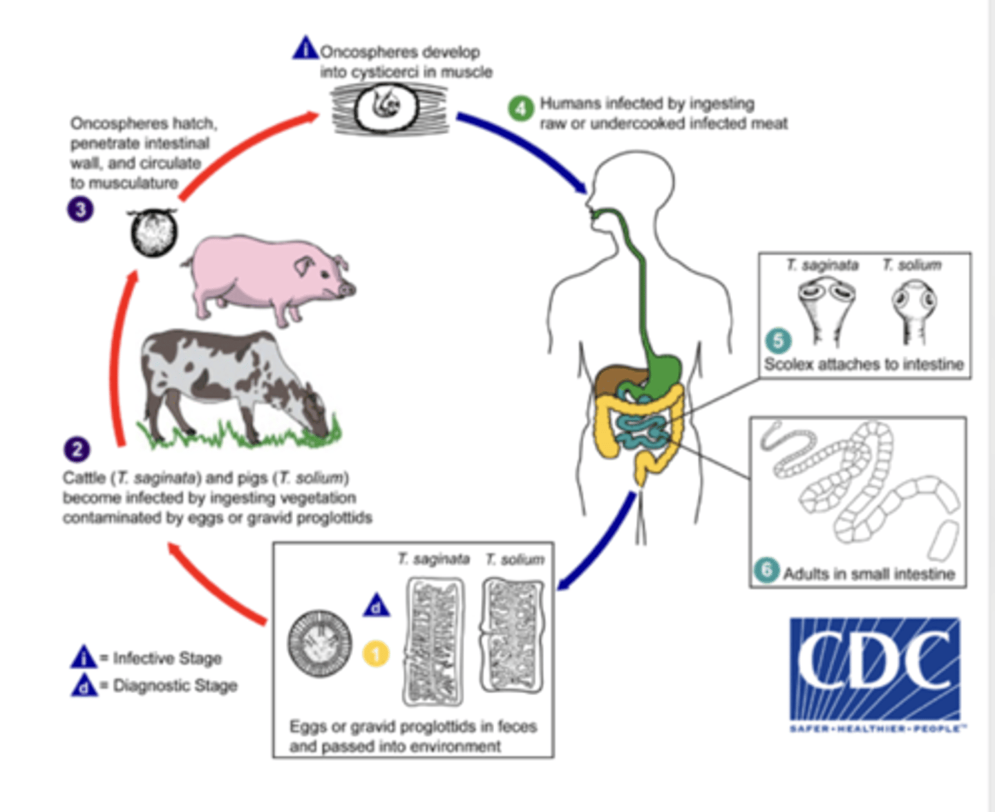 <p>tape worm that is found in cattle and pigs if not cooked properly</p>