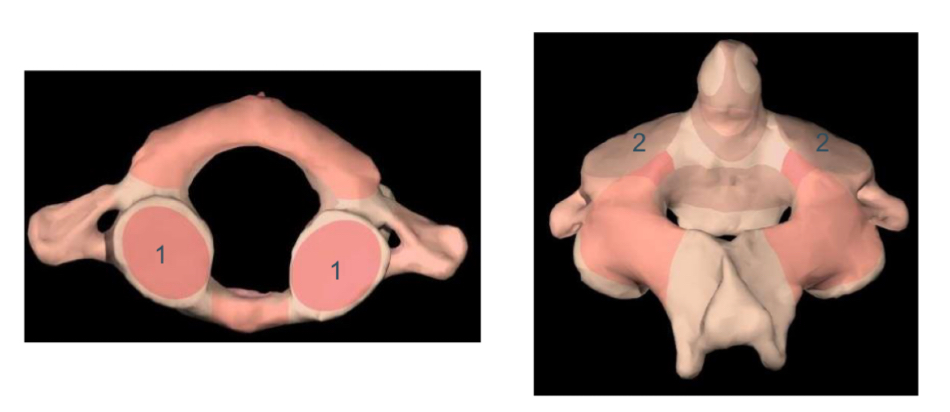 <p>Welk gewricht is er tussen 1 en 2 et wat is 1 en 2 ?</p>