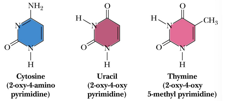 <ul><li><p>cytosine </p></li><li><p>uracil</p></li><li><p>thymine </p></li></ul><p>planar, single hexagone </p>