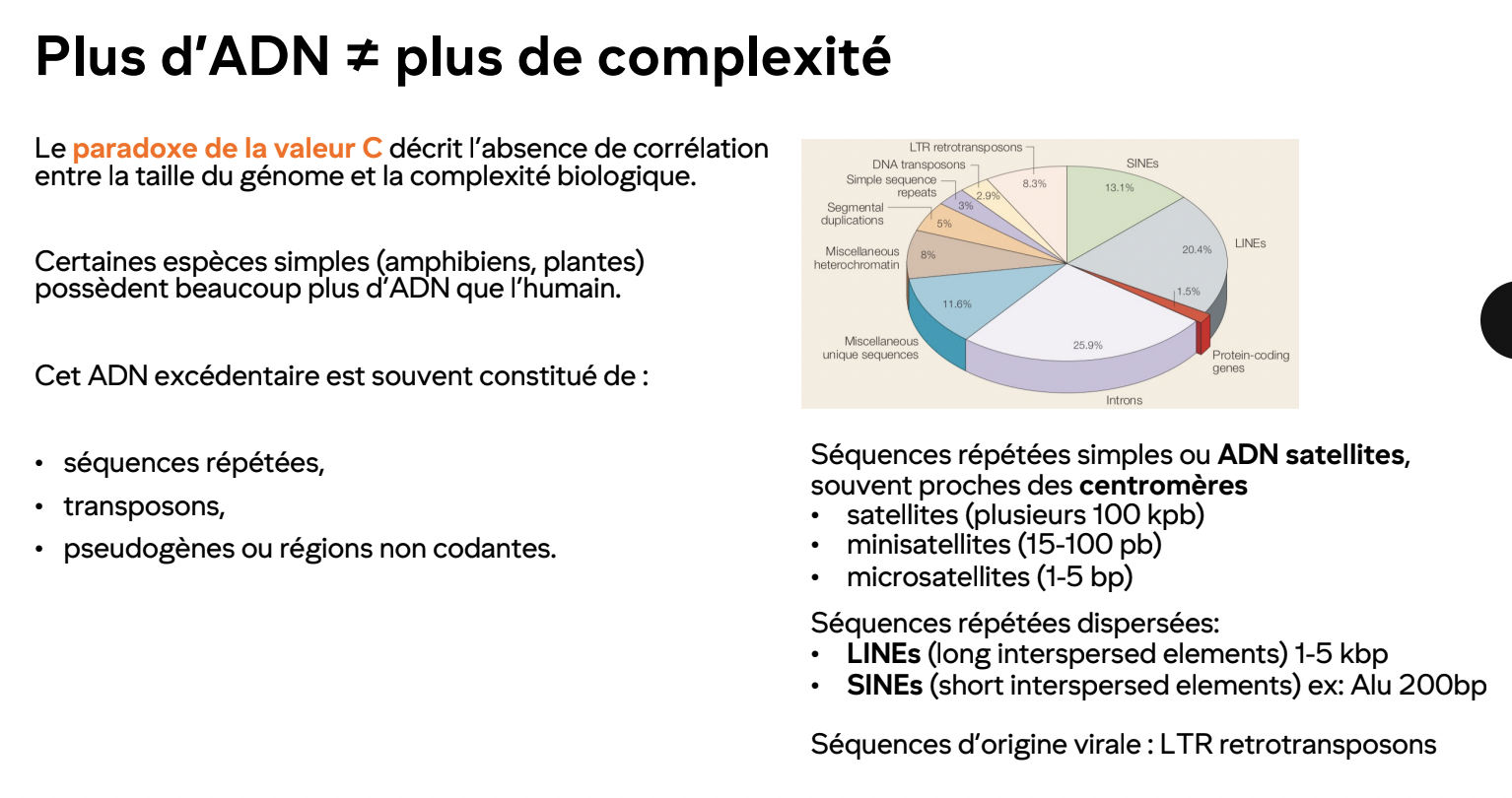 <p>Taille du génome n’est pas proportionelle à la complexité de l’organisme</p><p>Eg. Salamandre possède un génomeplus grand que l’humain</p><ul><li><p>la différence vient du non codant</p></li></ul><p></p>