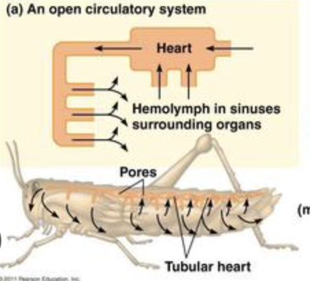 <ul><li><p>Open system “hearts” are weak</p></li><li><p>Blood does NOT stay in blood vessels but fills a body cavity</p></li><li><p>Blood travels very slowly, and “sloshes around in the cavity</p></li><li><p>Typically found in insects, where blood does not distribute oxygen to body tissues</p></li><li><p>Nutrients in blood directly surround body cells and diffuse into cells</p></li></ul>