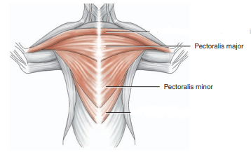 <ul><li><p>pectoralis major</p></li><li><p>pectoralis minor</p></li></ul>