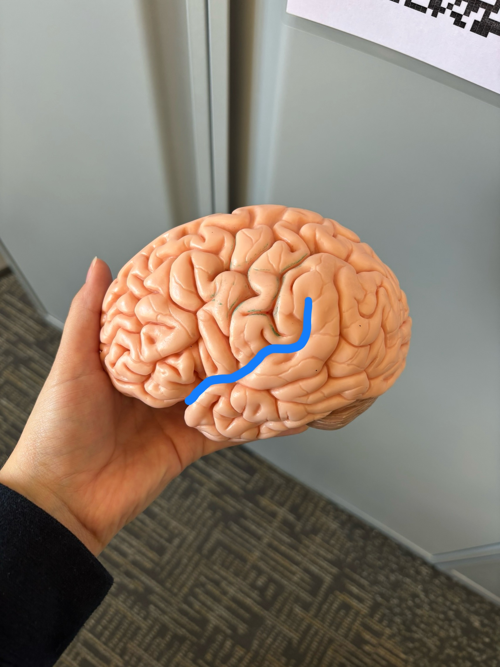 <p>What structure is this?</p>