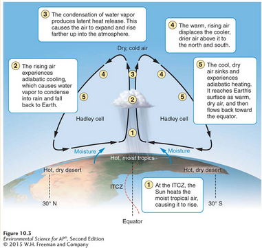 <p><span>A convection current in the atmosphere that cycles between the <u>equator</u> and 30° N and 30° S.</span></p><ul><li><p><span>Precipitation in from Hadley Cells is one reason for the abundant rainforests found at/near the equator.&nbsp;</span></p></li></ul><p></p>