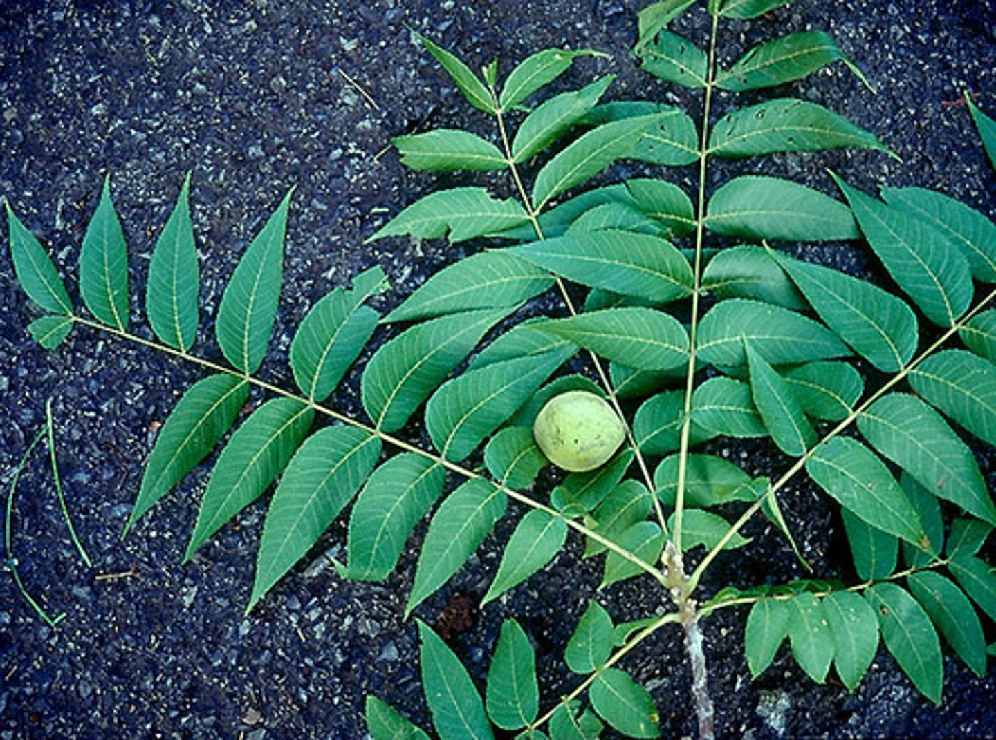 <p>Native <br>Leaf: compound, alternate, serrations, pinnately veined <br>Other: chemical that discourages growth of other plants, piney smell, produces walnuts</p>