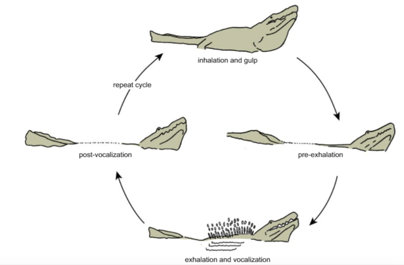 <p>Use of auditory and visual signals</p><p>Grunting noise produced by bringing air in and moving down into the water then exhaling. This produces a vibration to create splashes in the water to produce visual signals while also creating a sound frequency in water.</p><p>Use of cloacal gland in mating</p>