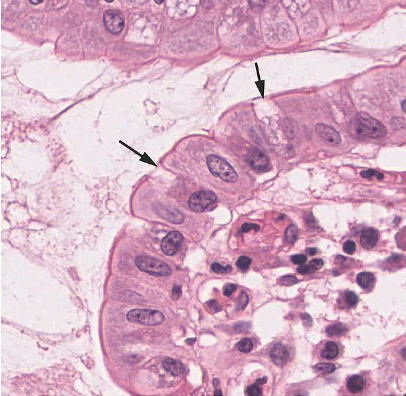 <p>secrete mucus</p>