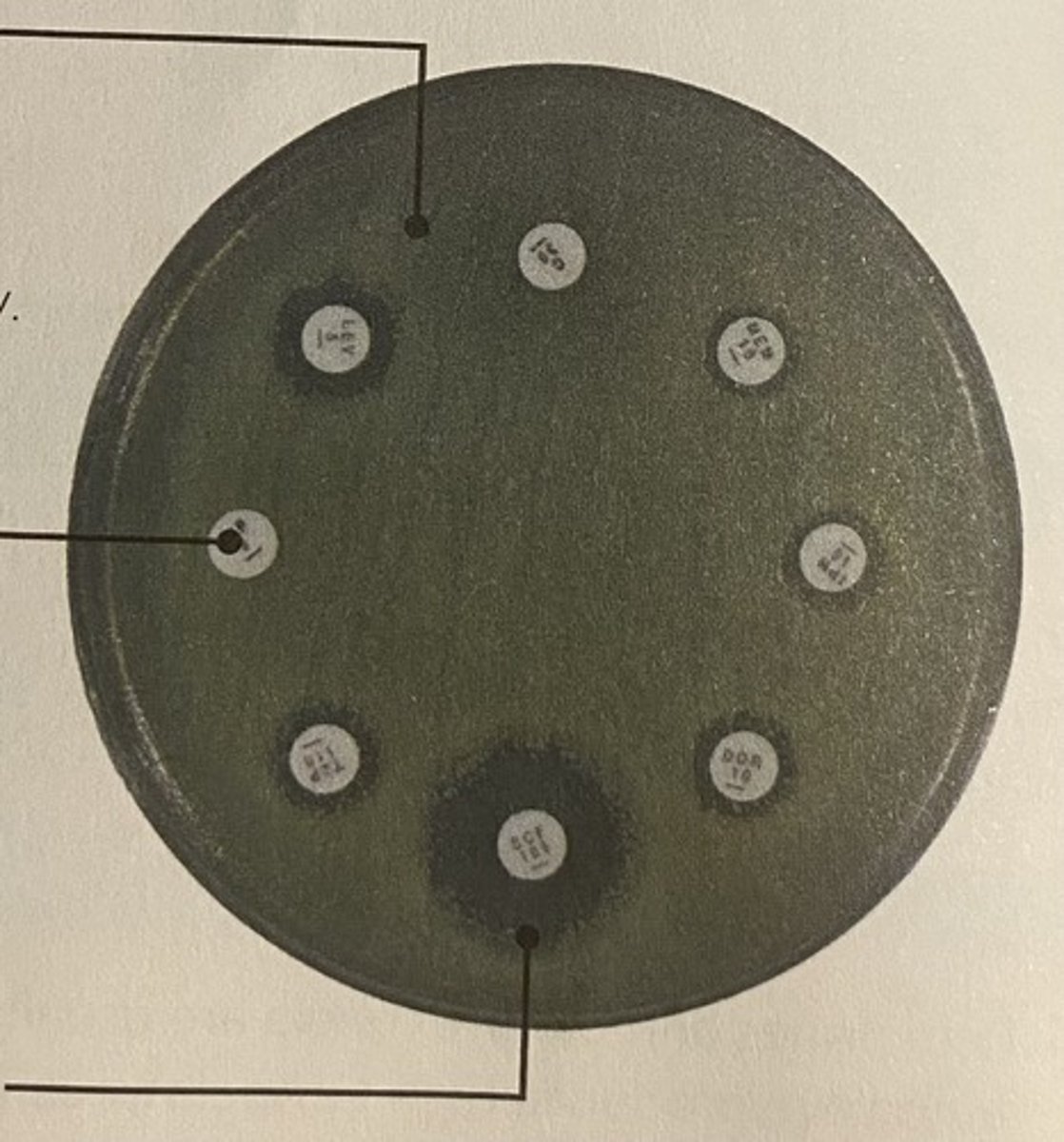<p>1. spreader used to distribute bacteria across agar</p><p>2. plate incubated, place small paper disks (containing solutions of antibiotics/antiseptics) these will diffuse out into the agar</p><p>3. as bacteria divide/grow Agar becomes cloudy</p><p>4. when no bacteria agar is clear around disc (substances will have killed/stopped growth of bacteria)</p>