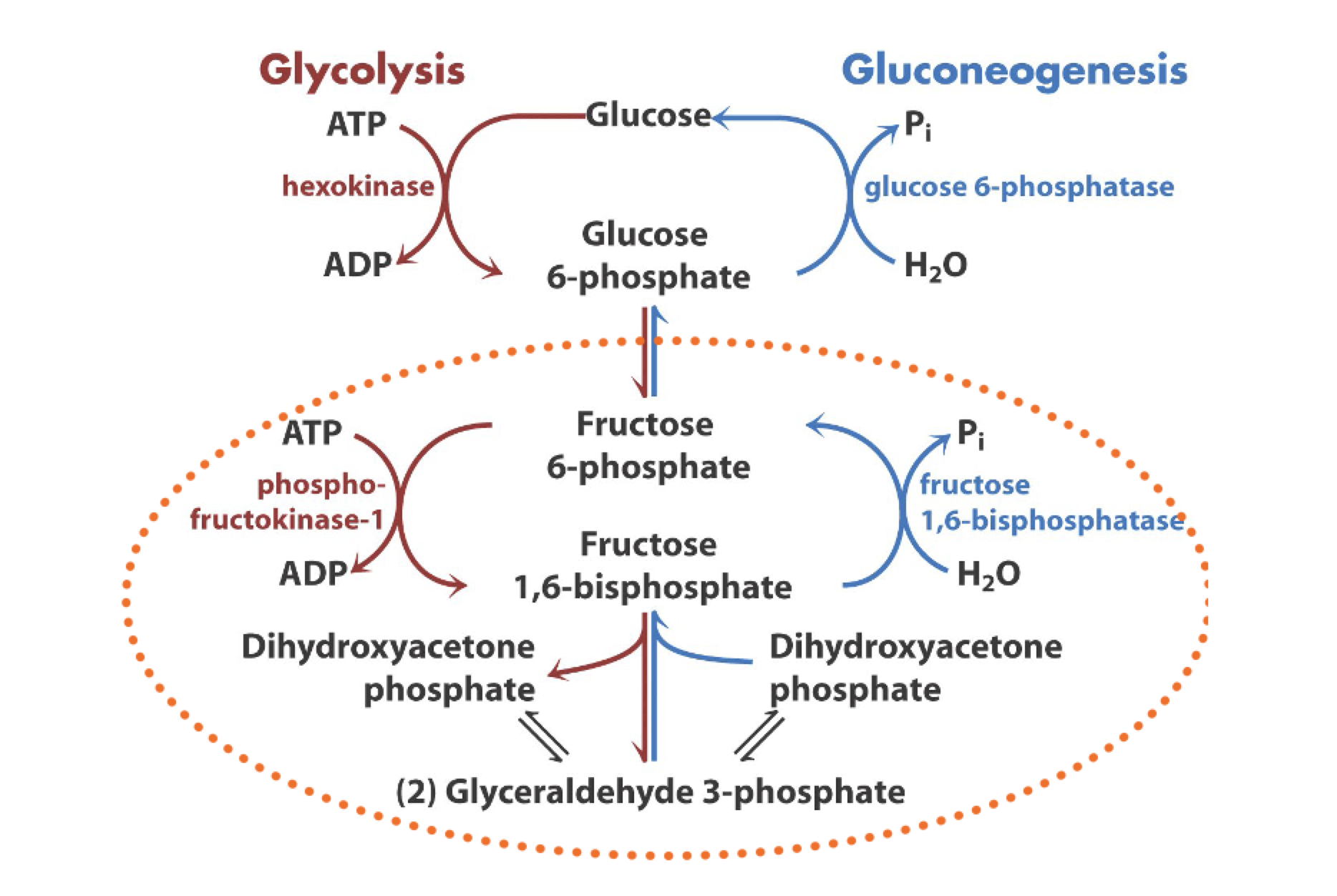 <p>point of control</p>