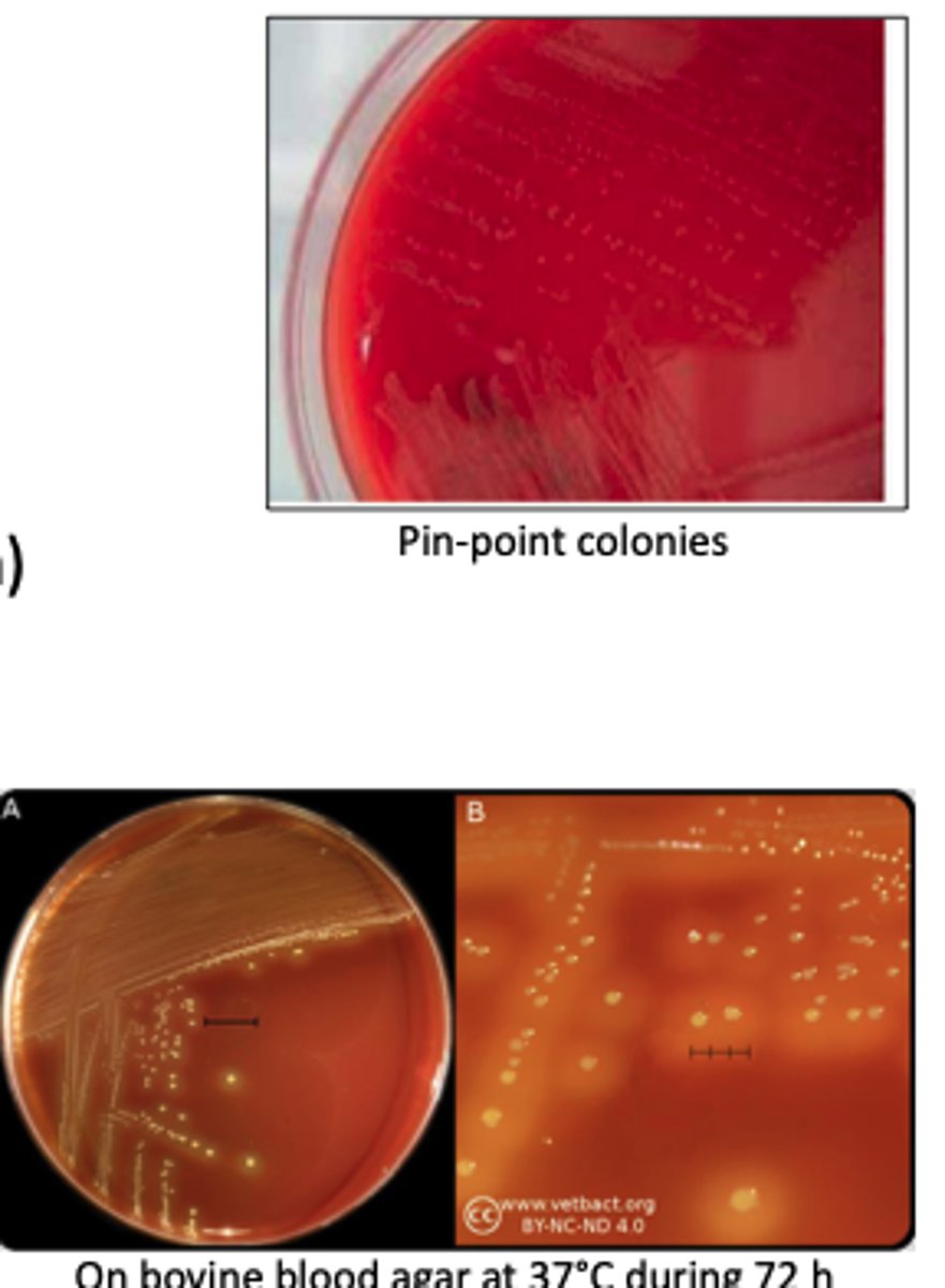 <p>A feedlot steer is found depressed and febrile before suddenly becoming ataxic and recumbent</p><p>No NAD or X dependent</p>