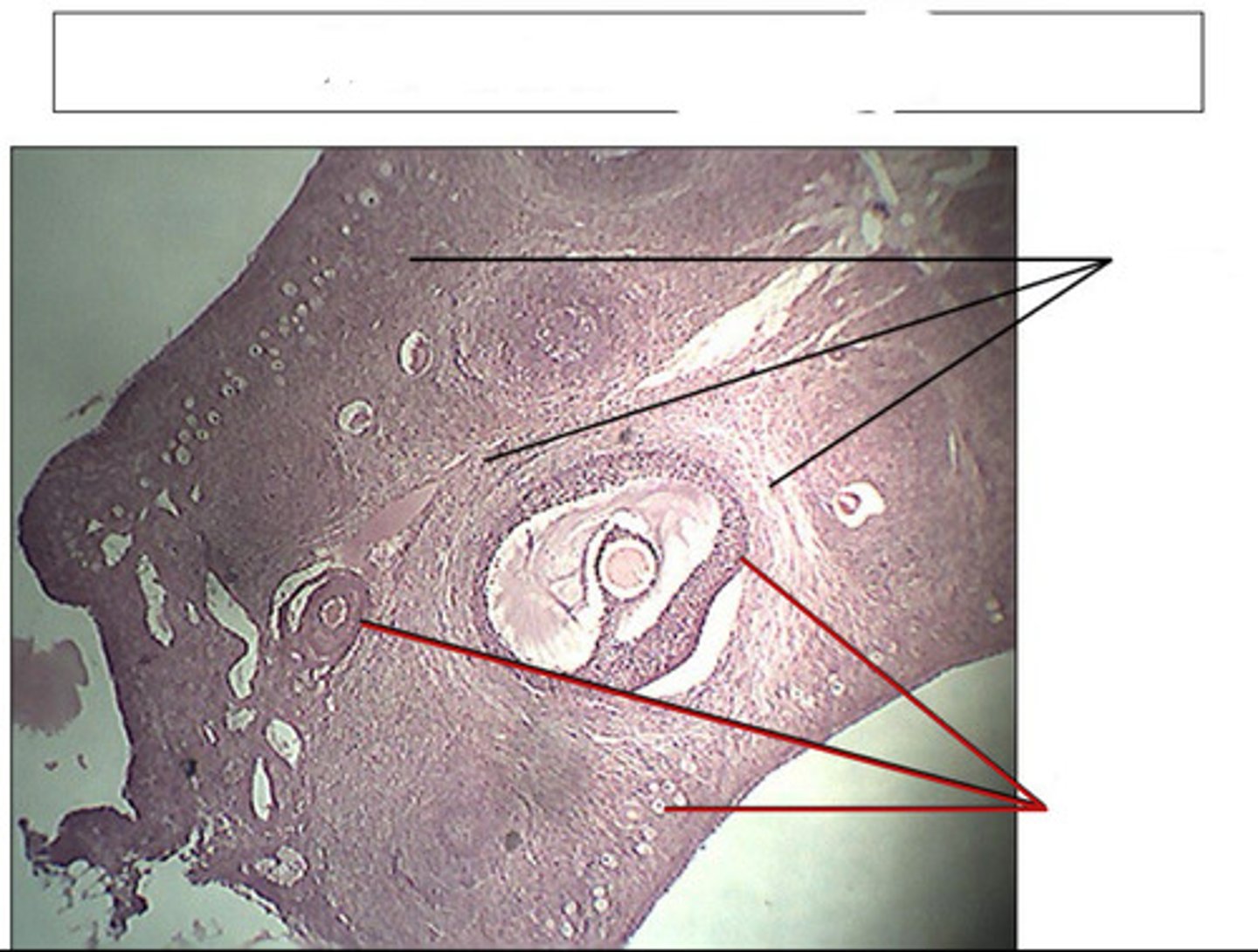<p>identify this structure and organ</p>