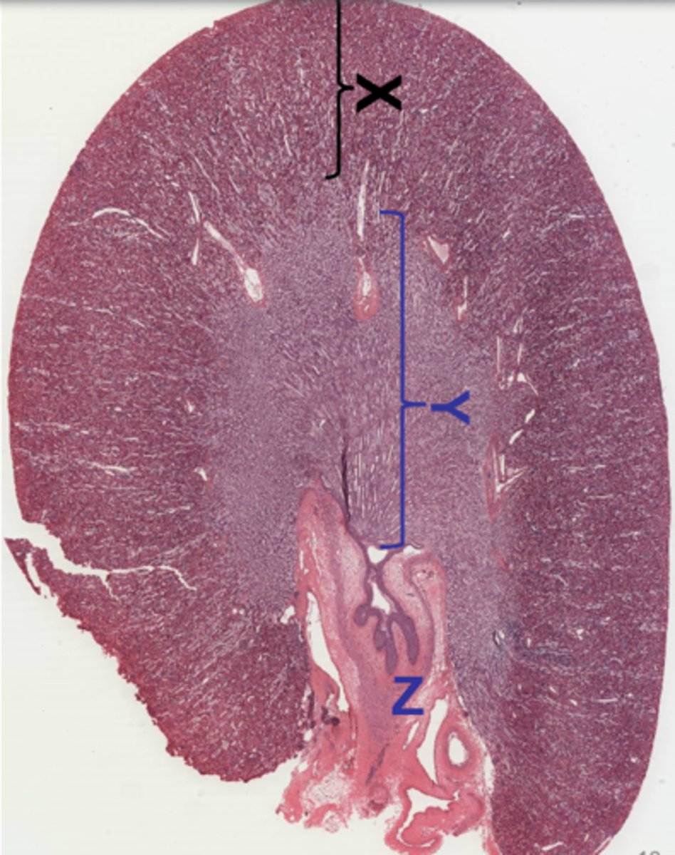<p>Label this histological slide of the kidney</p>