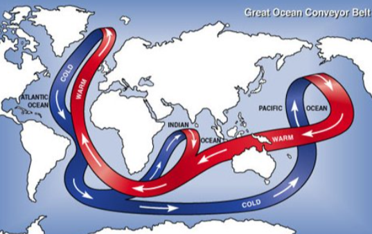 <p>Driven by density differences in the water due to temperature (<strong>thermo</strong>) and salinity (<strong>haline</strong>) variations in different parts of the ocean</p>