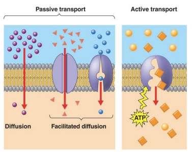 <ul><li><p>Simple Diffusion </p></li><li><p>Facilitated Diffusion</p></li><li><p>Active Transport</p></li></ul><p></p>