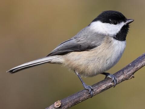 <p><span>Carolina chickadee</span></p>