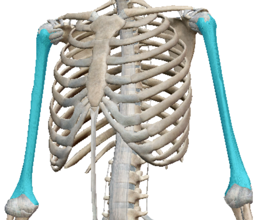 <p>Long bone</p>