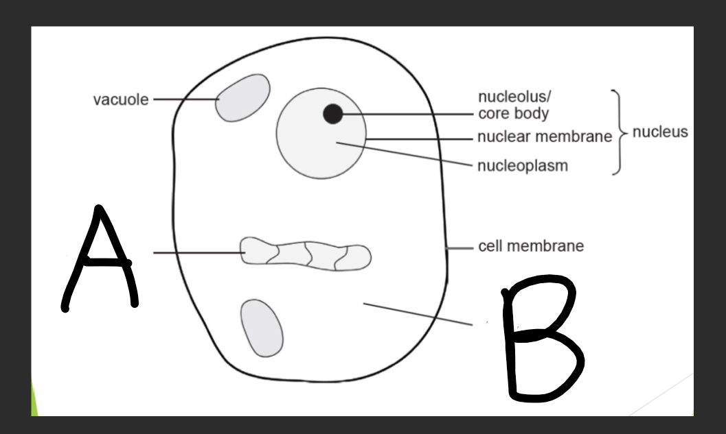 <p>what is B in the animal cell</p>