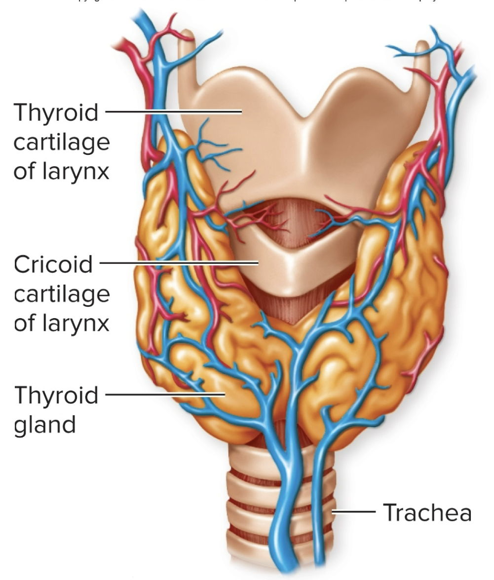 <ul><li><p>located just <strong>below the larynx</strong></p></li><li><p>has <strong>two lobes on either side</strong> of the trachea, connected by the isthmus</p></li><li><p>hypothalamus signals the pituitary glands which signals the thyroid glands</p></li></ul><p></p>