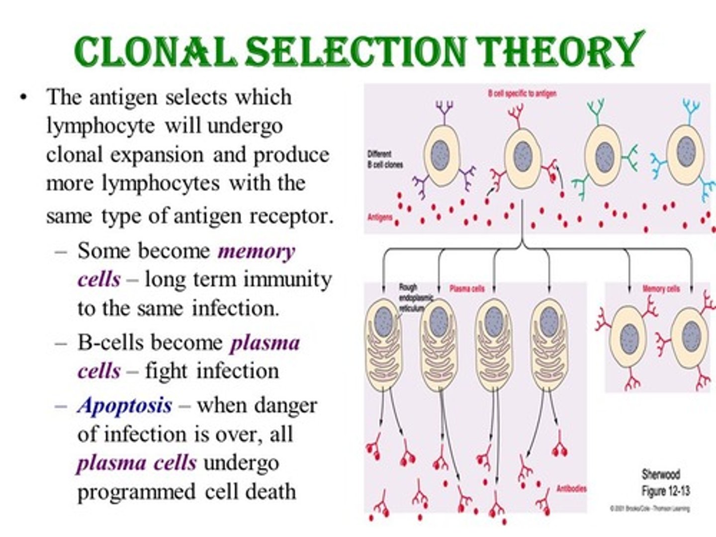<p>True. In clonal selection, the receptors on B or T cells do not change.</p><p>Cloning occurs because its receptor bound to an antigen, so cloning to give a different receptor would lose that specificity!</p>