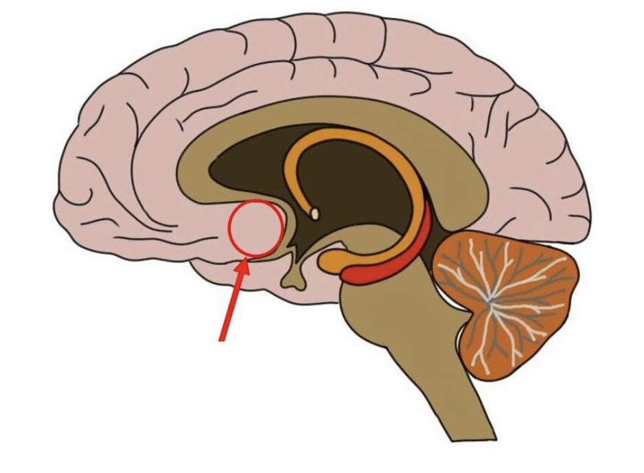 nuclei of the cerebrum related to modulation of sensory stimuli and attention through broad projections to the cerebral cortex, loss of which is related to Alzheimer’s disease
