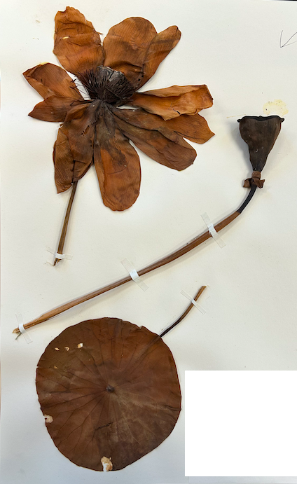 <p>Family? Genus?</p>