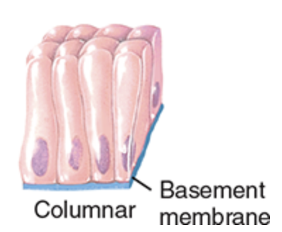 <p>much taller than they are wide, like columns, and protect underlying tissues.</p><p>their apical surfaces may have cilia or microvilli, and they often specialized for secretion and absorption</p>